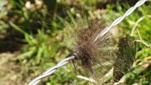 Significado de la palabra Dejar el pelero.